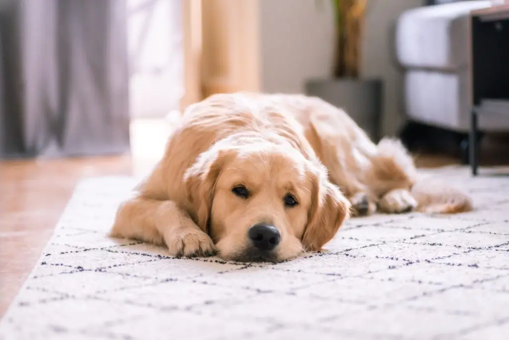 Golden Retriever lying on area rug
